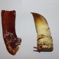 冬笋炒腊肉的做法图解1