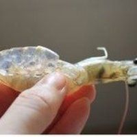 水晶虾饺皇的做法图解2