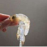 水晶虾饺皇的做法图解3