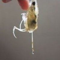 水晶虾饺皇的做法图解6