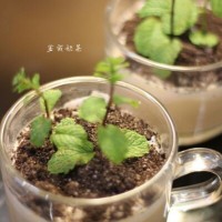 盆栽奶茶的做法图解4