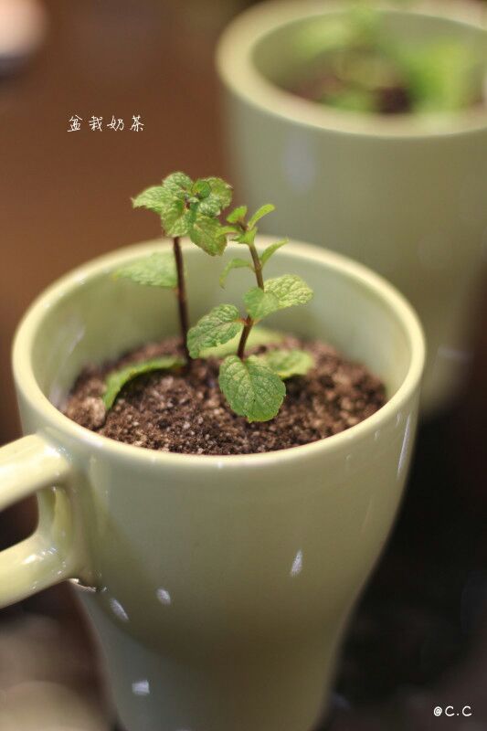 盆栽奶茶的做法