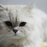 双莓山药泥的做法图解7
