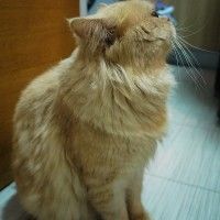 鱼香茄子煲的做法图解8