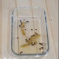 爽口泡菜的做法图解3