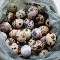 鹌鹑蛋红烧肉的做法图解1