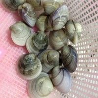 文蛤炖蛋的做法图解1
