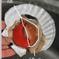 蒜蓉粉丝蒸扇贝的做法图解4