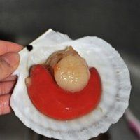 蒜蓉粉丝蒸扇贝的做法图解5