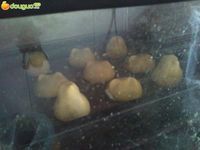 日式烧果子的做法图解9