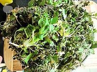 荠菜猪肉锅贴的做法图解1