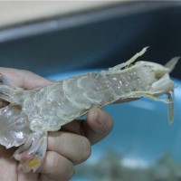ơƤƤϺͼ1