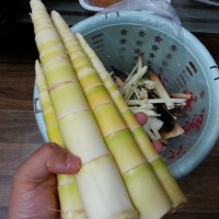 酸菜笋的做法图解1