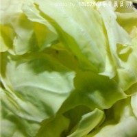 糖醋卷心菜的做法图解1