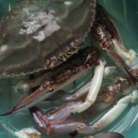 海鲜粥的做法图解2