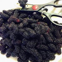 自制养身桑葚酒的做法图解2