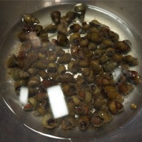 香炒螺蛳的做法图解1