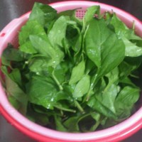 护肝爽口菜--烫枸杞叶的做法图解1