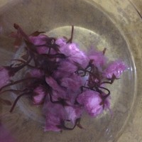 樱花小饼干片的做法图解2