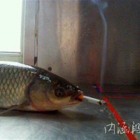 焦香肋排——超简单易上手的做法图解4