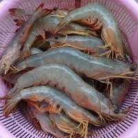 蒸大明虾的做法图解3