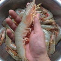 蒸大明虾的做法图解4