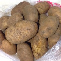 清炒土豆丝的做法图解7
