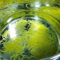 蜂蜜柚子茶的做法图解5
