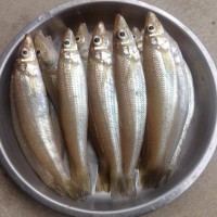 豆酱焖沙追鱼的做法图解1