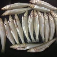 豆酱焖沙追鱼的做法图解4
