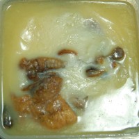 油封鸭腿的做法图解7
