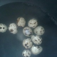 鸟巢之酸辣土豆丝儿的做法图解4