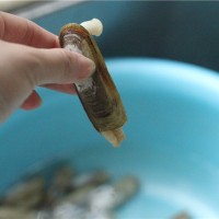 盐焗蛏子的做法图解3