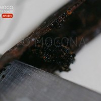 美貌天成-小红莓大理石芝士蛋糕的做法 图解6 -->