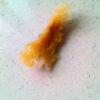 银耳红枣汤的做法 图解3 -->