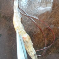 世界杯美食——烤虾串的做法 图解1 -->