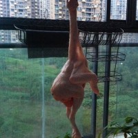 桂花茶熏鸡的做法 图解2 -->