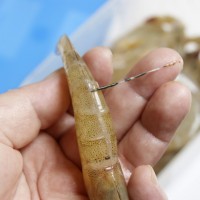 香辣虾滋润一下被夏季侵蚀的胃的做法 图解2 -->