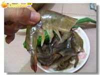 香辣基围虾的做法 图解2 -->