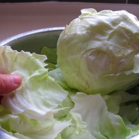 芝香醇厚--黄金泡菜の卷心菜 的做法 图解1 -->