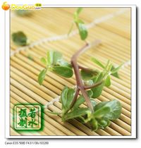 野菜马齿苋两样面团子的做法 图解10 -->
