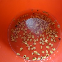 暖身杀菌防感冒猪脚米醋—冬季暖身的做法 图解3 -->