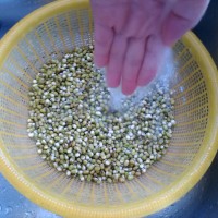 自制绿豆芽的做法 图解6 -->