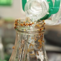 桂花酒:一见倾心的家酿美酒的做法 图解8 -->