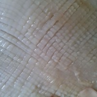 韩式辣酱鱿鱼卷的做法 图解2 -->