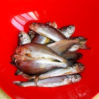 锅贴黄花鱼----海边小城的招牌菜的做法 图解1 -->