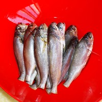 锅贴黄花鱼----海边小城的招牌菜的做法 图解3 -->