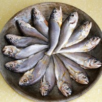 锅贴黄花鱼----海边小城的招牌菜的做法 图解5 -->