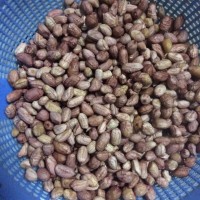 盐焗花生米的做法 图解4 -->