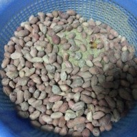 盐焗花生米的做法 图解8 -->